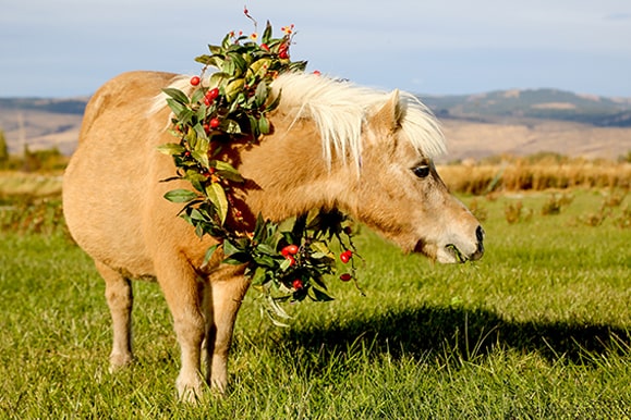 pony with wreath